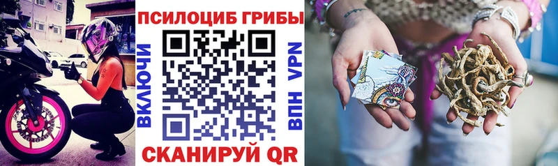 Псилоцибиновые грибы Psilocybe  Купить закладки  Беломорск 